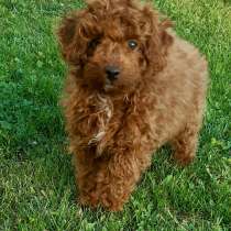 Pudl toy Red Braun (Maltipoo), в г.Вранов