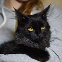 Кит ищет семью!, в Москве