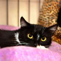 Стойкая Мирна ищет дом, где её не дадут в обиду, в Москве