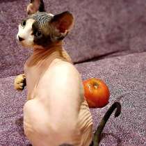 Девочка канадского сфинкса, в г.Ашкелон