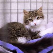 Кошечка Боня, в Москве