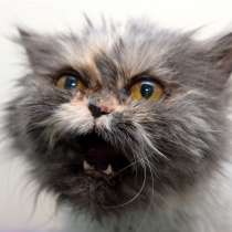 Невероятная Ядвига мечтает обрести дом, в Москве