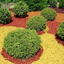 Кора сосны, лиственницы, в Москве