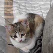 Чудный трёхцветный счастливый котёнок-девочка в добрые руки!, в г.Саки