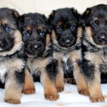 Немецкая овчарка Пермь, в Перми