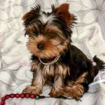 Йоркширский терьер Саратов, в Саратове