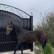 Продаётся жеребчик Карачаевской породы, в Черкесске