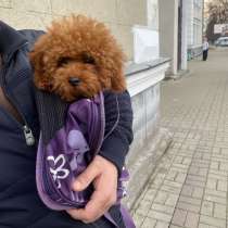 ТОЙ ПУДЕЛЬ РЕД БРАУН, в г.Berlin