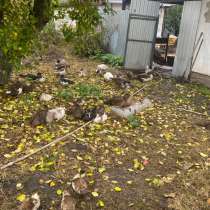 Утки дикие, индоутки, в Курске