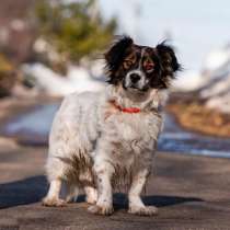 Белый метис спаниеля и папильона Стивен в добрые руки, в Москве