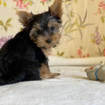Щенки Йорк, в Красноярске