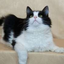 Отдам даром Маркиз, молоденький кот-компаньон в дар, в Москве