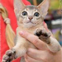 Абиссинский котенок шоу, в Санкт-Петербурге