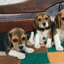 Щеночки Бигля Триколор, в Волгограде