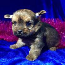 Йоркширского терьера (йорка) щеночков продам, в Москве