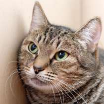 Когда застенчивая Эвелина замурчит в объятиях хозяина?, в Москве