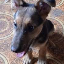 Отдам в добрые руки, в Москве