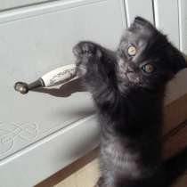 Котики, в Санкт-Петербурге