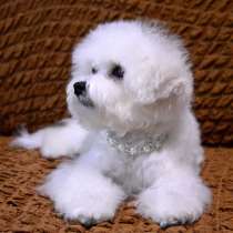 Бишон фризе Тула, в Туле