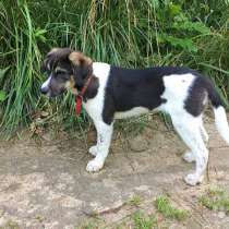 Очаровательный щенок Джим, метис охотничьей породы, в Санкт-Петербурге