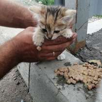 Котята ищут дом, в Оренбурге