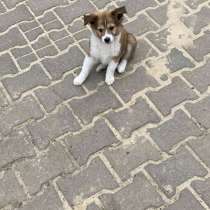 Отдам щенка в добрые руки, в Белгороде