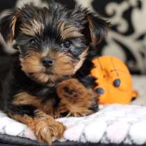 Йоркширский терьер Алтая, в Горно-Алтайске