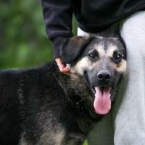 Куцик ищет дом! Идеален для тех, кто ищет друга!, в Москве