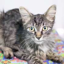 Кошечка Марокко ищет дом, в Москве
