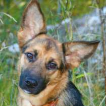 Отдам даром Мини-овчарка Зая, в Санкт-Петербурге