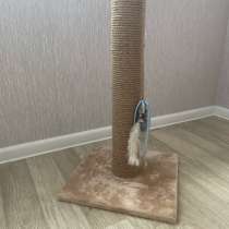 Когтеточка, в Новосибирске