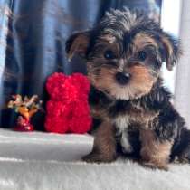 Йоркширский терьер, в Уссурийске