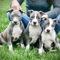 Готовы к переезду прекрасные Девочки Амстаффа, в г.Киев