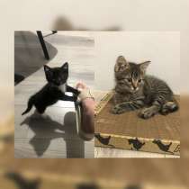 Два братика в добрые руки, в г.Минск