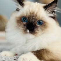 Kitten Ragdoll ❤️femelle et mâle ❤️, в г.Montreal-Est