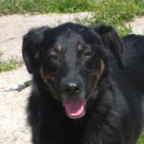 Ласковая, добрая собака Альма ждет своего родного ЧЕЛОВЕКА!, в Москве