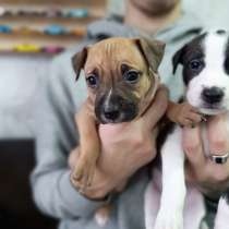 Щенки питбуля, в Воронеже