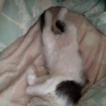 Отдам котят, в Первоуральске