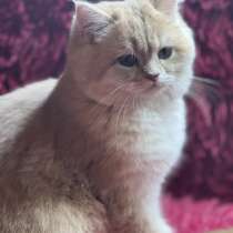 Шотландские котята, в Москве