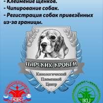 Кинологический Клуб, в Коврове