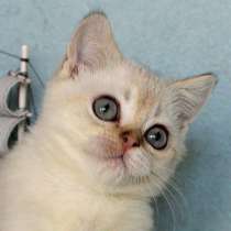 Антонио, в Санкт-Петербурге