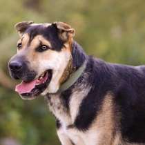 Метис шарпея! Обаятельнейший Оскар ищет семью!, в Москве