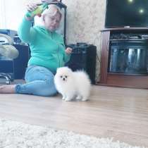 Pomeranian, в Ярославле