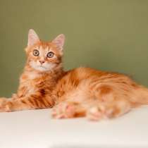 Рыжий, прелестный котенок Шон в добрые руки, в г.Москва