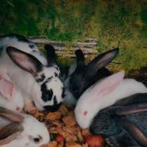 Кролики, в Комсомольске-на-Амуре