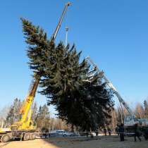 Доставка живых новогодних ёлок и сосен, в Нижнем Новгороде