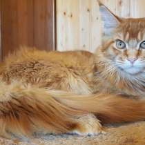 Красная кошечка мейн-кун, в Санкт-Петербурге