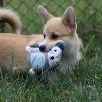 Корги щенки 2.5мес, привиты, в Санкт-Петербурге