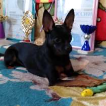 Вязка Русский той РКФ, в Москве