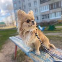 Выгул и дрессировка собак, в Нижнем Новгороде